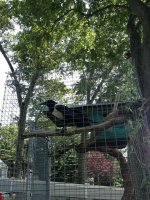 crow1.jpg