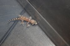 Little House Gecko.jpg