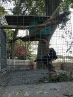 crow4.jpg