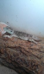 xenagama male.jpg