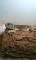 xenagama male 2.jpg