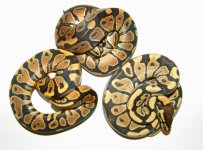 males yellowbelly, normal, fire.jpg
