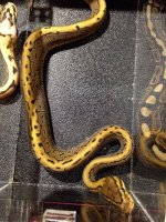 2014 Spotnose Pinstripe male ball python $225.jpg