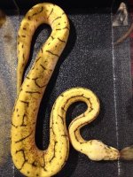 2014 Spinner blast female ball python $400.jpg