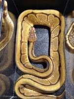 Breeder male genetic stripe spider $200.jpg