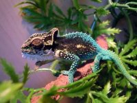 Fern_Hill_(blueblood).jpg Fern_Hill_(blueblood).jpg
