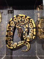 2014 Mystic female ball python $225.jpg