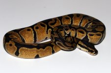 snake5.jpg