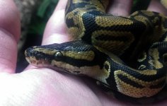 snake5eye.jpg