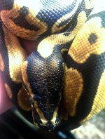 snake5eye2.jpg
