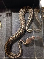 2014 Pewter het hypo female ball python $175.jpg