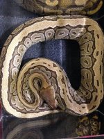 Proven male jigsaw (pinstripe mojave) het hypo $350.jpg