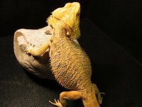 IMG_0050.JPG