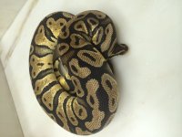 pastel female.jpg