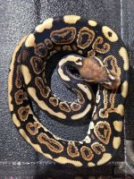 2014 Black Pastel Spotnose male ball python $200.jpg