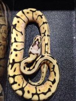 2014 Bumblebee female ball python $239.jpg