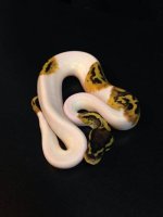 High white pastel pied poss het albino male $800.jpg