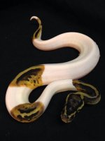 High white pastel pied female poss het albino 900.jpg