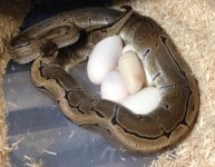 pinstripeeggs.jpg