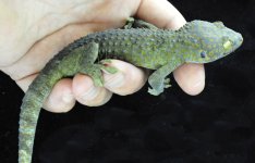 F-1 F Poss Het Granite w:Yellow (23)_3DS7357.jpg