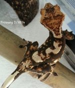 FROOSEY1.jpg