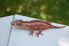DSC_0155.jpg