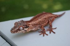 DSC_0156.jpg