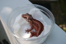 DSC_0153.jpg