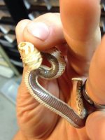 toffee conda female 2.jpg