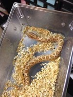 toffee conda female 1.jpg