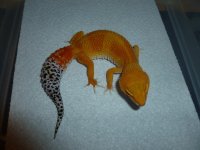 recent gecko 001.jpg