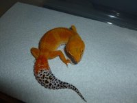 recent gecko 002.jpg
