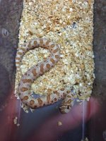 2014 Toffee Conda western hognose female asking $2,500.jpg
