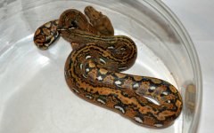 retic.jpg
