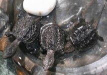 BlindTurtles.jpg