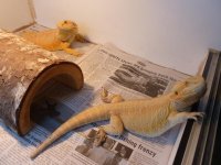 New Female Dragon Group 004.jpg