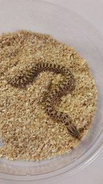 Hognose 80.jpg