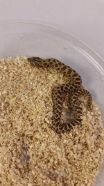 Hognose2 80.jpg