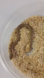 Hognose3 80.jpg