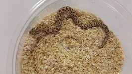 Hognose HR 100.jpg