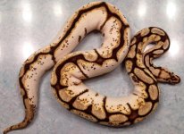bumblebee calico 1 .jpg