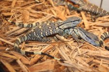 Black Throat Monitor 1.jpg