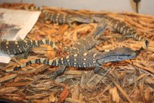 Black Throat Monitor 2.jpg