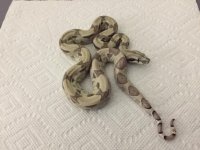 Ghost Female het 5 3.JPG