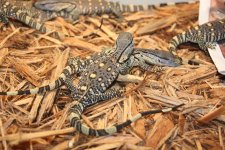 Black Throat Monitor 3.jpg