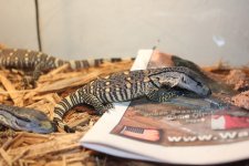 Black Throat Monitor 4.jpg
