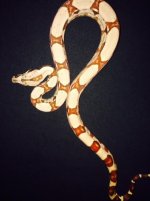 hypo jungle female G1.jpg