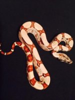 hypo jungle female G2.jpg