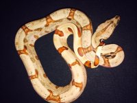 hypo jungle female 2g2.jpg