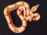 hypo jungle female 2g1.jpg
